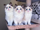 À réserver, 2 chatons Ragdolls LOOF, nés en juin 2025, seal bicolore