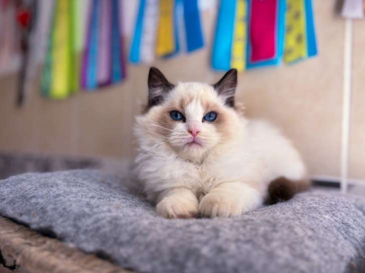 Réservation ouverte pour 4 chatons Ragdolls LOOF d'août 2025