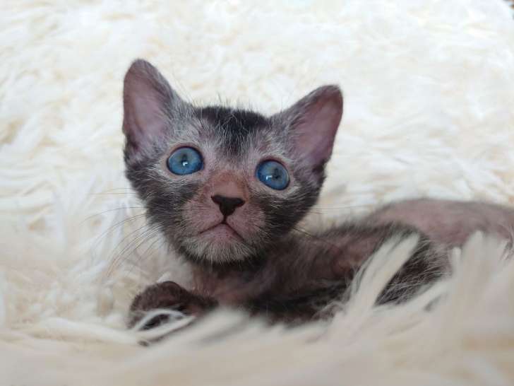 À vendre, 1 chaton femelle Lykoï LOOF, noire roan née en mai 2025