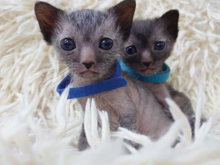 À vendre, chatons mâles Lykoï LOOF, noire roan nés en novembre 2025