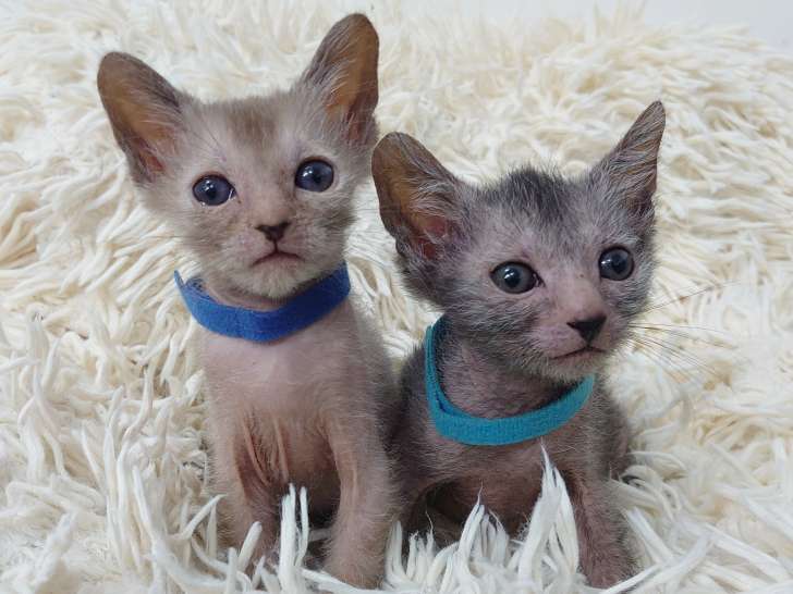 À vendre,  chatons mâles Lykoï LOOF, noir et beige roan nés en novembre 2025