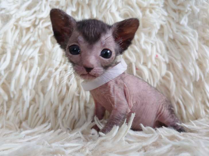 À vendre,  chaton mâle Lykoï LOOF, noir roan né en février 2026