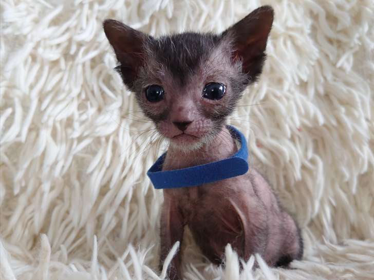 À vendre,  chaton femelle Lykoï LOOF, noire roan né en mars 2026