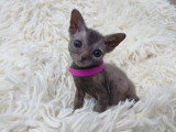 À vendre,  chaton femelle Lykoï LOOF, noire roan né en mars 2026