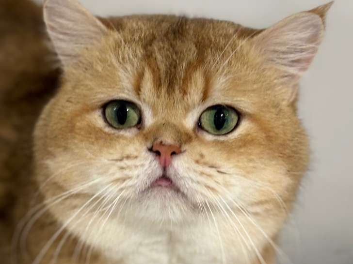 Chat adulte de race British Shorthair Mâle à vendre
