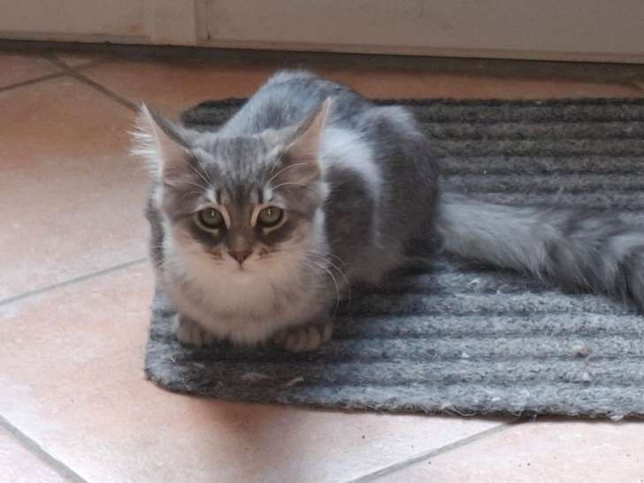 2 chatons femelles Sibériens LOOF à vendre
