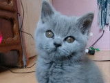 Vente d’un chaton mâle Scottish Straight non-LOOF, né en juillet 2025
