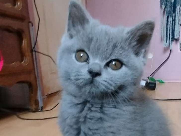 Vente d’un chaton mâle Scottish Straight non-LOOF, né en juillet 2025