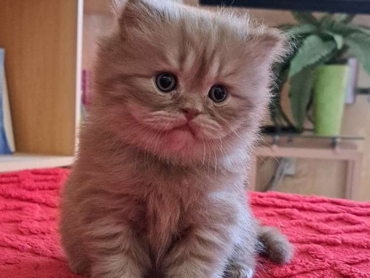 1 chaton mâle Highland Straight LOOF à réserver, cinnamon smoke né en août 2025