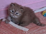 1 chaton mâle Highland Straight LOOF à réserver, cinnamon smoke né en août 2025