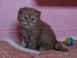 1 chaton mâle Highland Straight LOOF à réserver, cinnamon smoke né en août 2025