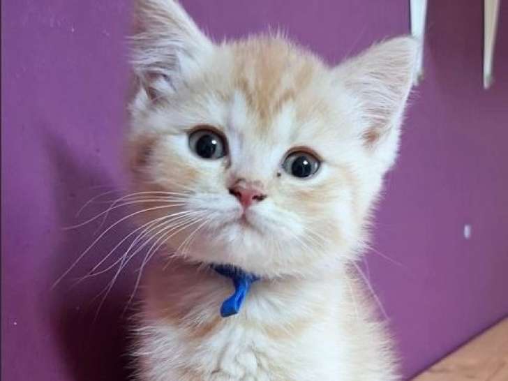 À réserver, 7 chatons British Shorthair LOOF, nés en juillet 2025, red silver shaded, crème et bleu, 4 mâles et 3 femelles