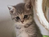 À réserver, 7 chatons British Shorthair LOOF, nés en juillet 2025, red silver shaded, crème et bleu, 4 mâles et 3 femelles