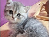 À réserver, 7 chatons British Shorthair LOOF, nés en juillet 2025, red silver shaded, crème et bleu, 4 mâles et 3 femelles