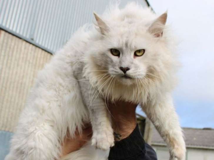 1 chat Maine Coon LOOF à vendre, bleu silver shaded adulte de 2022