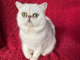 Vente d’un chat Exotic Shorthair LOOF, silver adulte de 5 ans