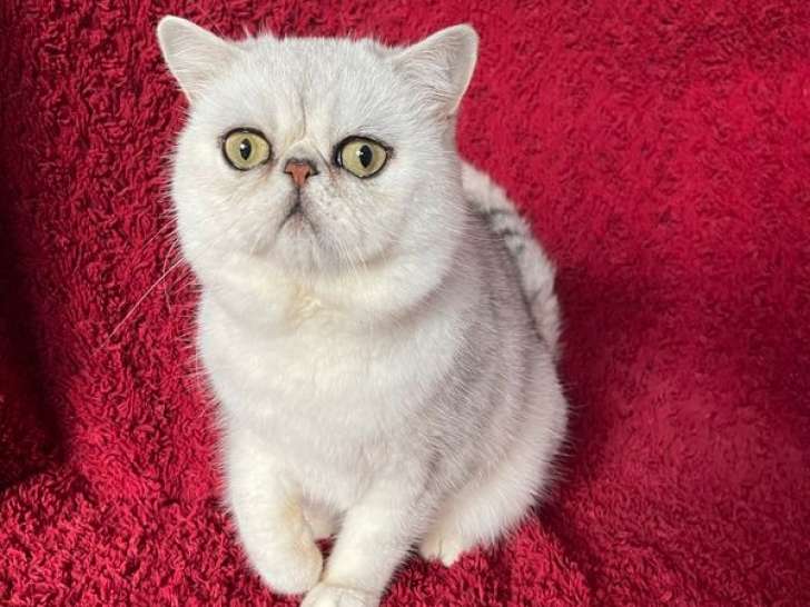 Vente d’un chat Exotic Shorthair LOOF, silver adulte de 5 ans