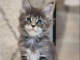 À réserver, 2 chatons Maine Coons LOOF, nés en juillet 2025, black et tortie, 1 mâle et 1 femelle