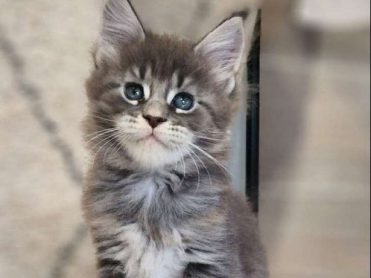 À réserver, 2 chatons Maine Coons LOOF, nés en juillet 2025, black et tortie, 1 mâle et 1 femelle