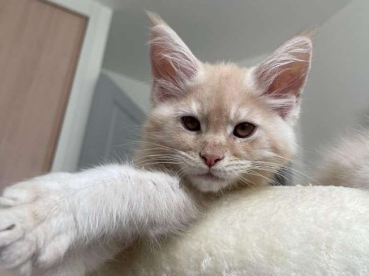 2 chatons mâles Maine Coons LOOF à vendre, red smoke et crème smoke