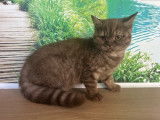 Chatons British Shorthairs LOOF à vendre, nés avril 2025