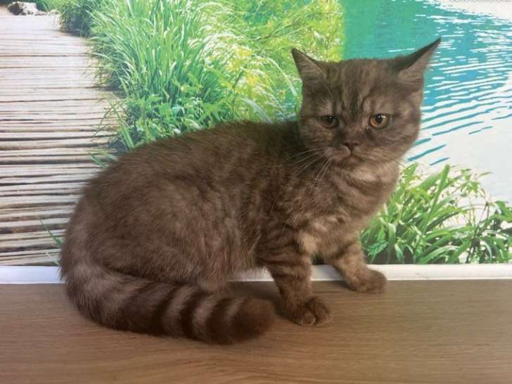 Chatons British Shorthairs LOOF à vendre, nés avril 2025