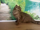 Chatons British Shorthairs LOOF à vendre, nés avril 2025