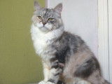 1 chatonne Sibérienne à vendre, blue tortie silver blotched tabby et blanc