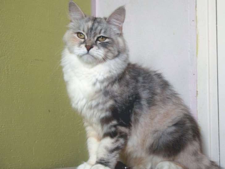 1 chatonne Sibérienne à vendre, blue tortie silver blotched tabby et blanc