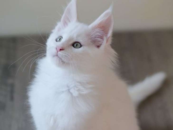 2 chatons Maine Coons LOOF Red Chinchilla et Red Smoke à vendre, nés en juillet 2025