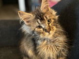 1 chaton Maine Coon mâle LOOF à vendre, brown, né en mai 2025