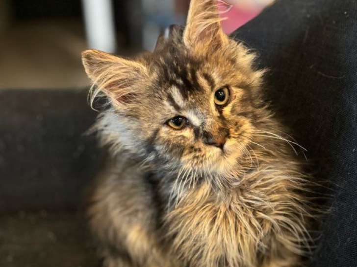 1 chaton Maine Coon mâle LOOF à vendre, brown, né en mai 2025