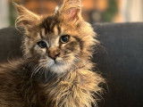 1 chaton Maine Coon mâle LOOF à vendre, brown, né en mai 2025