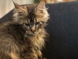 1 chaton Maine Coon mâle LOOF à vendre, brown, né en mai 2025