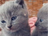 Chatons Chartreux à réserver, 2 femelles disponibles