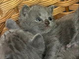 Chatons Chartreux à réserver, 2 femelles disponibles