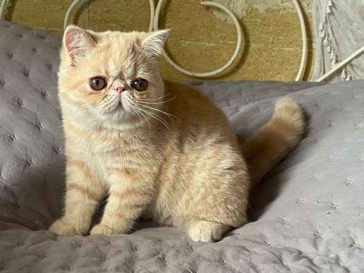 Exotic Shorthair crème LOOF à vendre, 1 femelle née en mai 2025