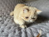Exotic Shorthair crème LOOF à vendre, 1 femelle née en mai 2025
