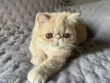 Exotic Shorthair crème LOOF à vendre, 1 femelle née en mai 2025