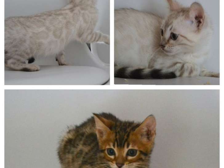 3 Chatons Bengals LOOF à réserver, nés en juillet 2025