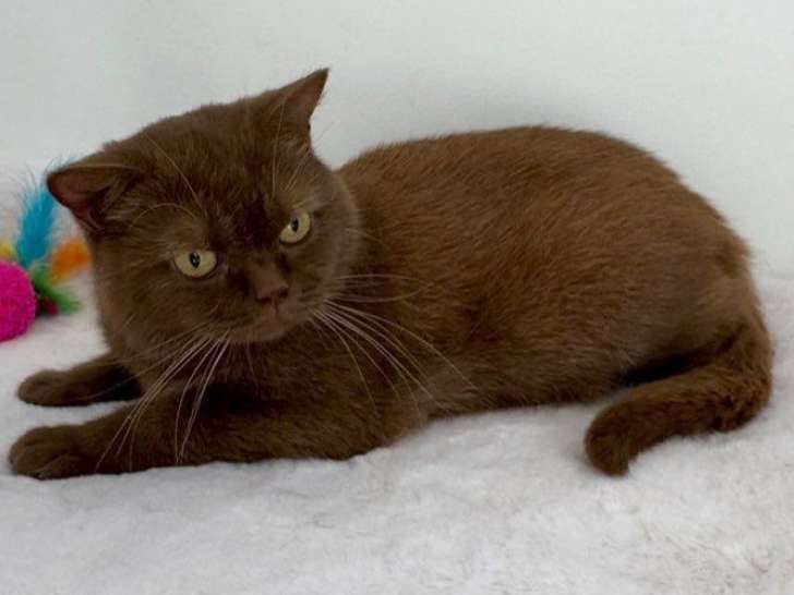 1 chatte British Shorthair LOOF adulte à vendre
