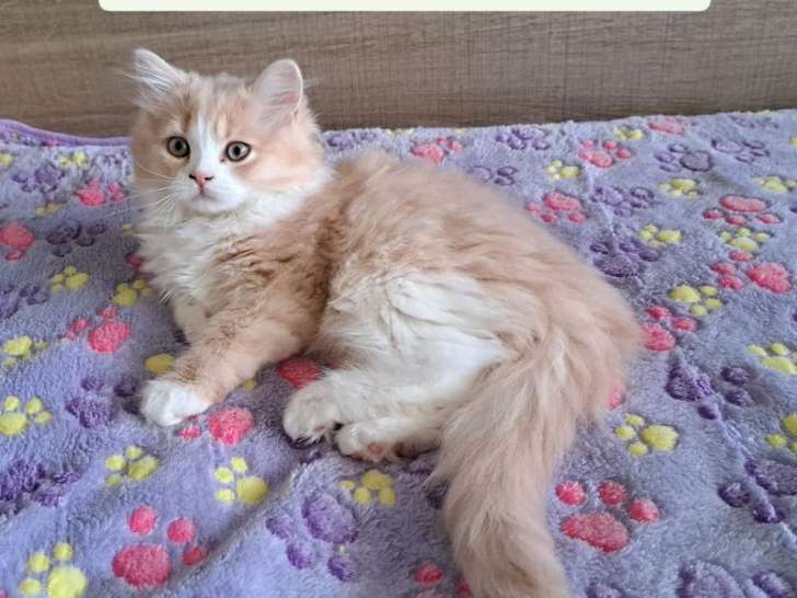 À vendre, 3 chatons Scottish et Highland LOOF