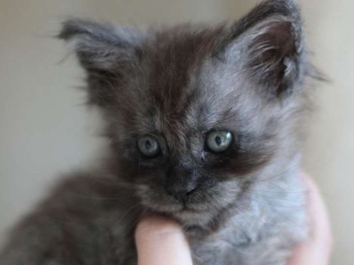 1 chaton Maine Coon LOOF à réserver, femelle née en août 2025