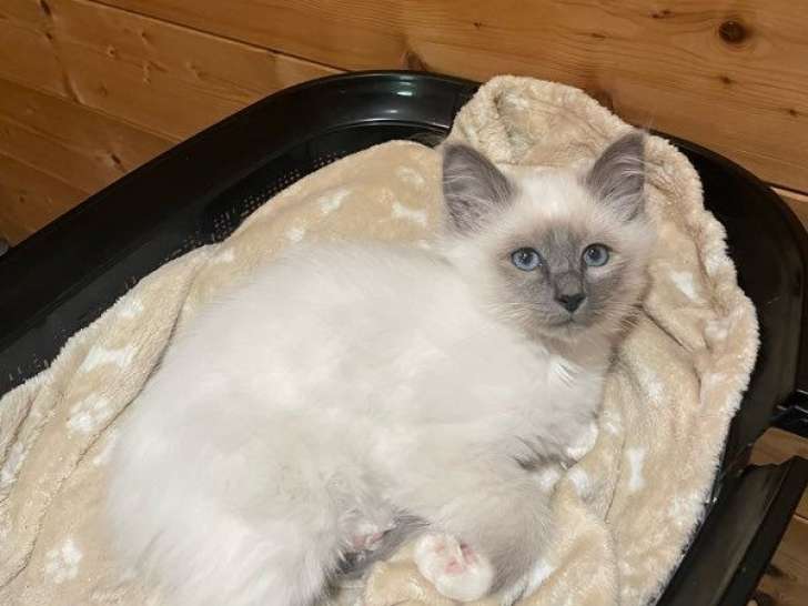 Réservation ouverte pour 2 chatons Sacrés de Birmanie LOOF