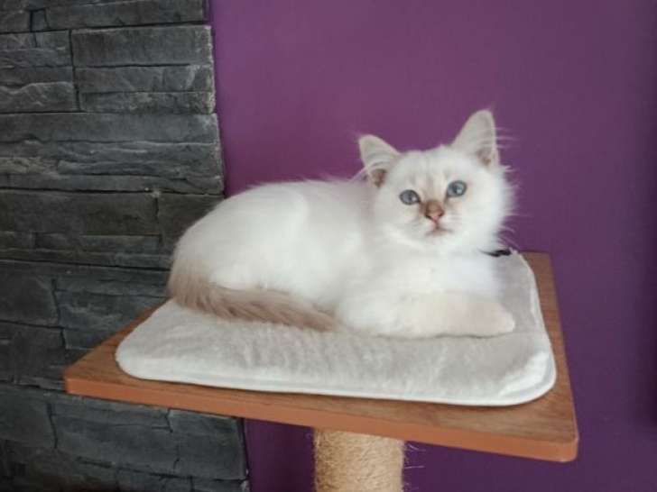 1 chaton femelle Sacré de Birmanie à vendre, chaton lilac tabby point LOOF né en juin 2025