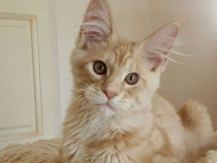À vendre, 4 chatons Maine Coons LOOF, nés en mai 2025
