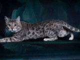 1 chat Bengal à vendre, blue LOOF de type wild