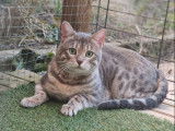 1 chat Bengal à vendre, blue LOOF de type wild