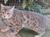 1 chat Bengal à vendre, blue LOOF de type wild