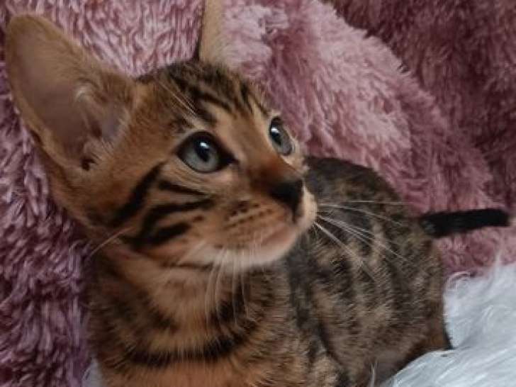 Vente de 5 chatons Bengals LOOF de juillet 2025, brown et snow lynx